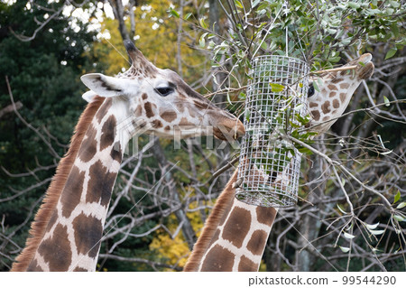 Giraffe at Higashiyama Zoo and Botanical Gardens (Nagoya City, Aichi Prefecture) 99544290