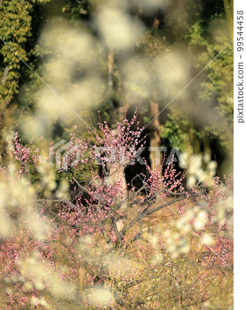 陽光梅香 99544458