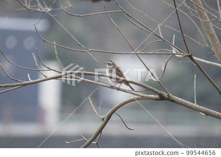 Thrush eating on a tree branch 99544656