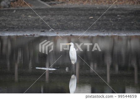 Chuusagi 站在公園的池塘里 99544659