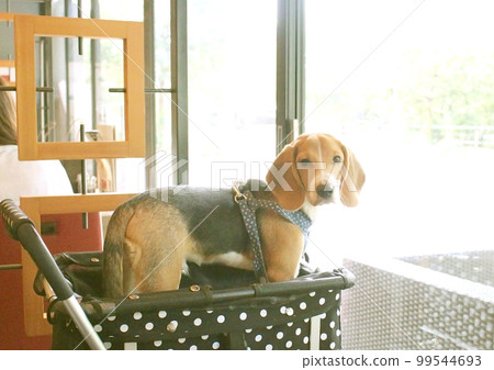Beagle dog taking a break in a cafe Beagle dog taking a break in a cafe 99544693