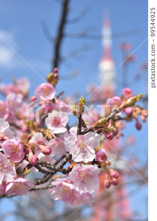 Kawazu Sakura and Tokyo Tower Kawazu Sakura and Tokyo Tower 99544925