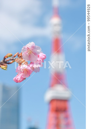 Kawazu Sakura and Tokyo Tower 99544926