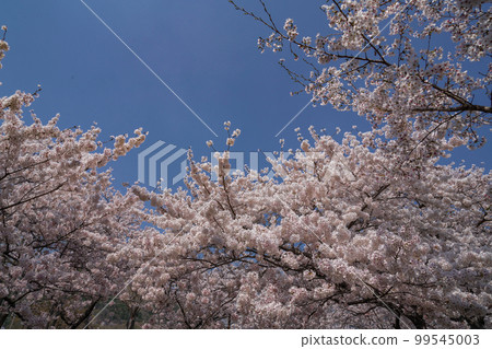 鎮海櫻花 Yeojwa-dong Jinhae-gu Changwon-si Gyeongnam 99545003