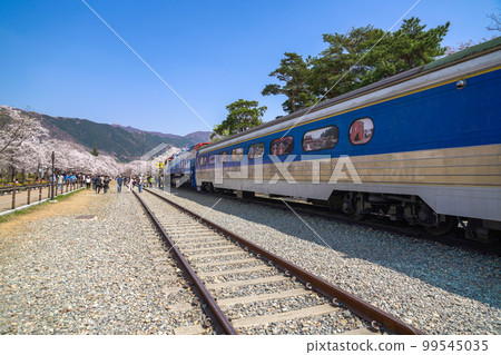 鎮海櫻花 Yeojwa-dong Jinhae-gu Changwon-si Gyeongnam 鎮海櫻花 Yeojwa-dong Jinhae-gu Changwon-si Gyeongnam 99545035