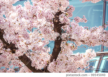 鎮海櫻花 Yeojwa-dong Jinhae-gu Changwon-si Gyeongnam 鎮海櫻花 Yeojwa-dong Jinhae-gu Changwon-si Gyeongnam 99545040