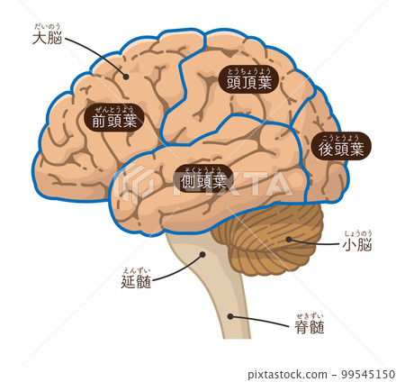 Illustration of the brain, cerebrum and cerebellum 99545150
