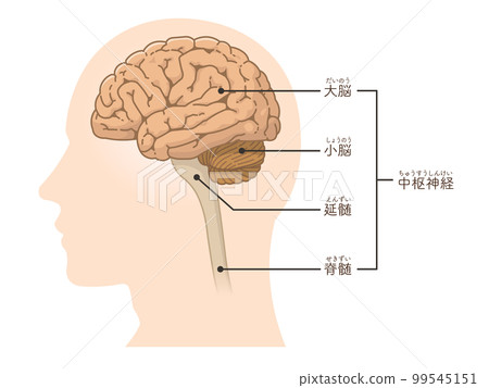 Illustration of the brain, cerebrum and cerebellum Illustration of the brain, cerebrum and cerebellum 99545151
