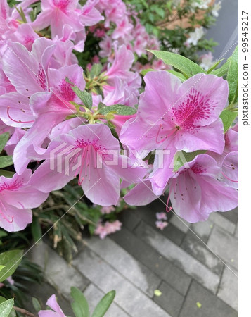 杜鵑花的花 杜鵑花的花 99545217