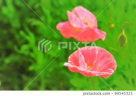 新鮮的綠色和亮粉色雪莉罌粟花 99545321