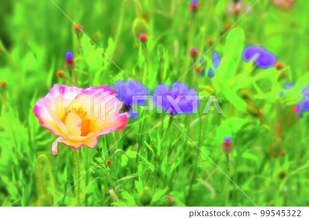 清爽的雪莉罌粟和藍色矢車菊 99545322