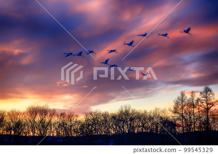 暮光之城起重機在日落時 99545329