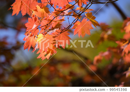Looking up at the red autumn leaves 99545398
