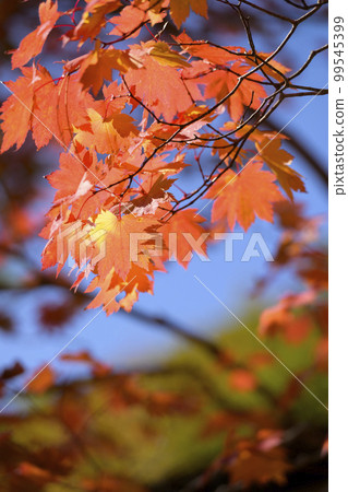 Looking up at the red autumn leaves 99545399