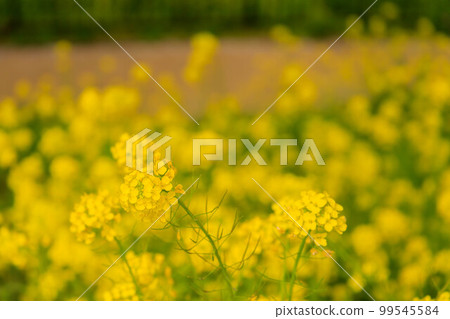 油菜花和油菜花的領域 油菜花和油菜花的領域 99545584