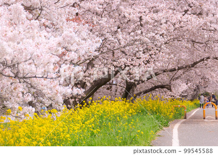 櫻花堤公園櫻花隧道人潮湧動 櫻花堤公園櫻花隧道人潮湧動 99545588