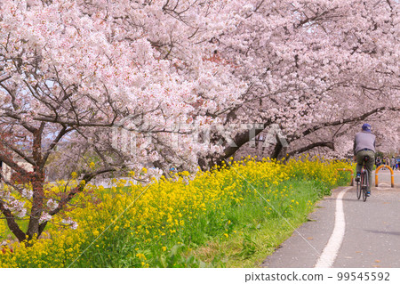 櫻花隧道和騎自行車的人 99545592