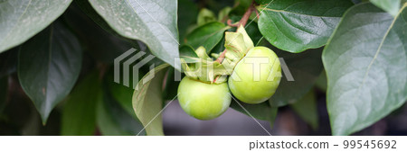 Green cherry plum or apple on branch in garden 99545692