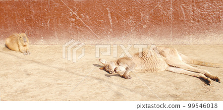 Capybara and Kangaroo in relaxed mode 99546018