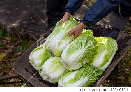 從飛ida收穫白菜 99546124