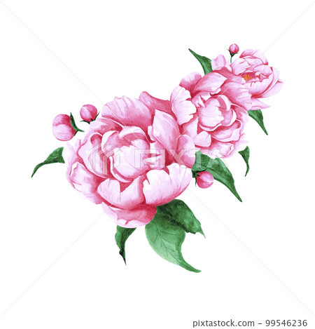 Handdrawn Watercolor pink peony flowers and buds bouquet with green leaves on the white background. Scrapbook design, typography poster, label, banner, post card. Handdrawn Watercolor pink peony flowers and buds bouquet with green leaves on the white background. Scrapbook design, typography poster, label, banner, post card. 99546236