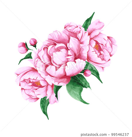 Handdrawn Watercolor pink peony flowers and buds bouquet with green leaves on the white background. Scrapbook design, typography poster, label, banner, post card. 99546237