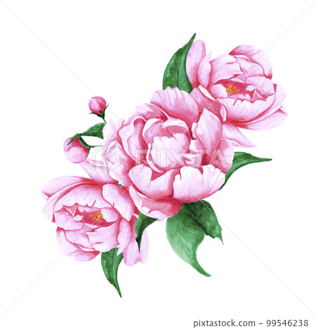 Handdrawn Watercolor pink peony flowers and buds bouquet with green leaves on the white background. Scrapbook design, typography poster, label, banner, post card. 99546238