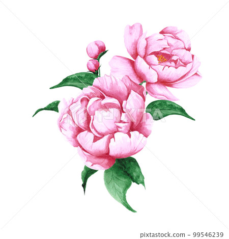 Handdrawn Watercolor pink peony flowers and buds bouquet with green leaves on the white background. Scrapbook design, typography poster, label, banner, post card. 99546239