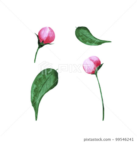 Handdrawn Watercolor pink peony flower buds with green leaves on the white background. Scrapbook design, typography poster, label, banner, post card. 99546241