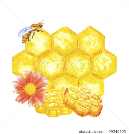 Hand drawn watercolor honey combs composition on white background. Scrapbook design, logo, label, banner. Hand drawn watercolor honey combs composition on white background. Scrapbook design, logo, label, banner. 99546505