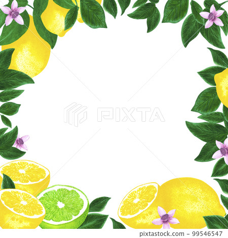 Hand drawn watercolor lemon lime with lemon flower and leaves frame isolated on white background. Scrapbook, post card, banner, lable. Hand drawn watercolor lemon lime with lemon flower and leaves frame isolated on white background. Scrapbook, post card, banner, lable. 99546547