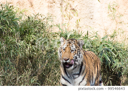 Child tiger Child tiger 99546643
