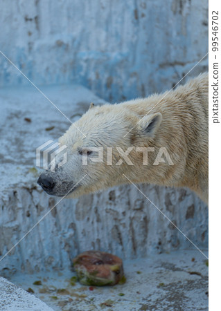 Polar bear 2 Polar bear 2 99546702
