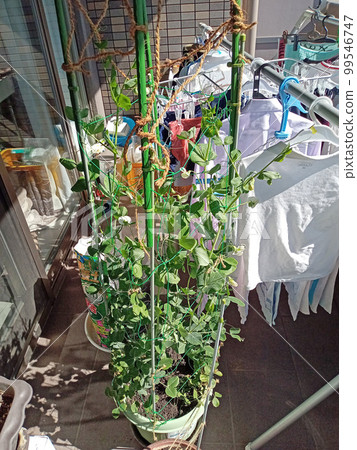 Narrow veranda, laundry and snack peas Narrow veranda, laundry and snack peas 99546747