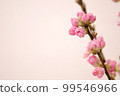 梅花 99546966