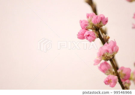 Plum blossom  99546966