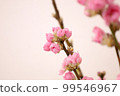 梅花 99546967