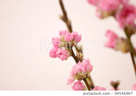 Plum blossom  99546967