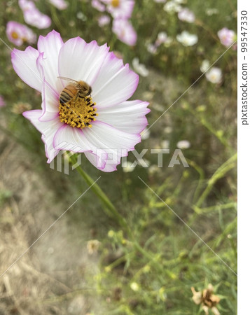 宇宙和蜜蜂 宇宙和蜜蜂 99547330