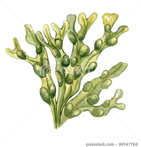 Green sea plant watercolor illustration isolated on white background. 99547768