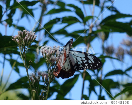 chestnut tiger butterfly butterfly chestnut tiger butterfly butterfly 99548198