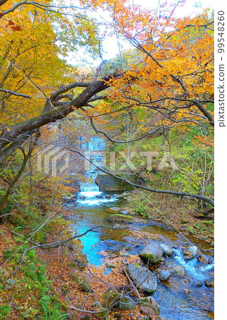 Omoshiroyama Momijigawa Valley Autumn Leaves Yellow Leaves 99548260