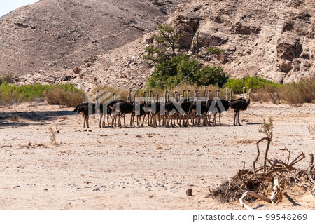A group of Ostriches crossing a dirt road in Namibia A group of Ostriches crossing a dirt road in Namibia 99548269