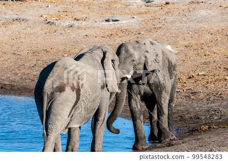 Two Male African Elephants Challenging Each Other Two Male African Elephants Challenging Each Other 99548283