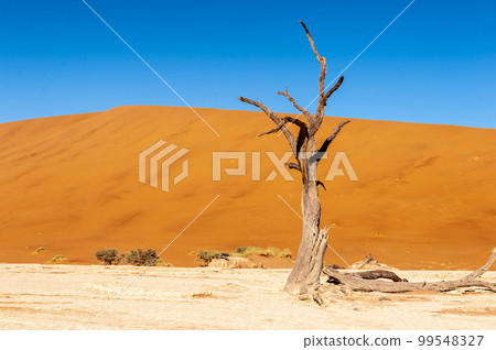 Barren landscape near Deadvlei and sossusvlei Barren landscape near Deadvlei and sossusvlei 99548327