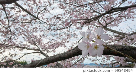 許多盛開的櫻花 99548494
