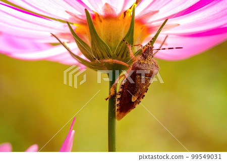 Pink cosmos and brown stink bug 99549031