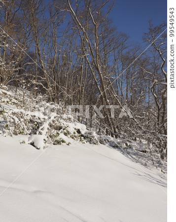 雪坡和藍天(北海道札幌) 雪坡和藍天(北海道札幌) 99549543