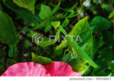 A mantis standing on a red flower 99549607