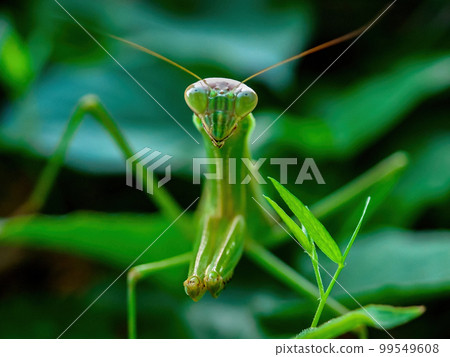 Mantis from the front 99549608